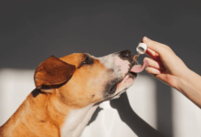 How to Give Dogs Cbd Oil