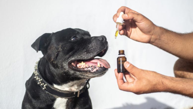 How Much Cbd to Give Dog Reddit