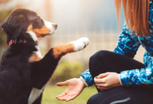 How Long Does Cbd Oil Stay in Dogs System