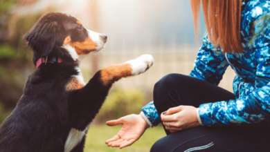 How Long Does Cbd Oil Stay in Dogs System