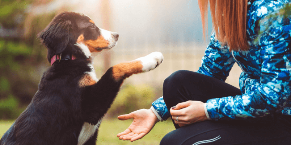 How Long Does Cbd Oil Stay in Dogs System