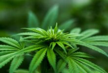 best cbd for ed