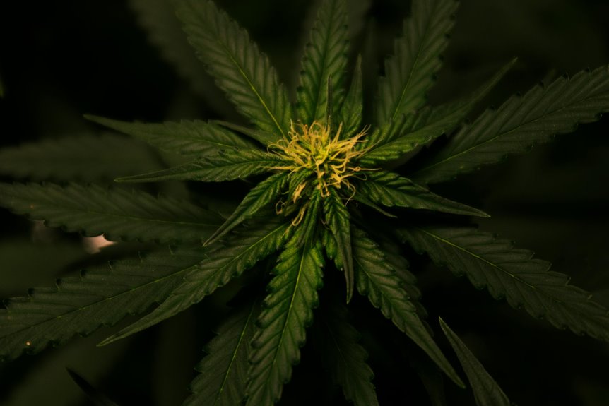 cbd does not contain