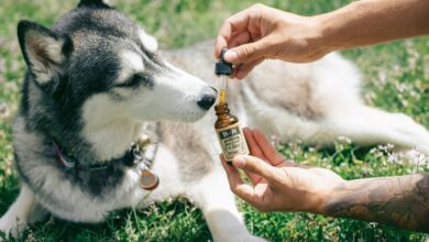 cbd for dog anxiety