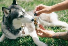cbd for dog anxiety