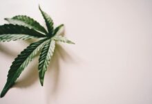 cbd isolate has no thc