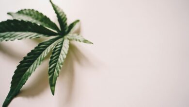 cbd isolate has no thc