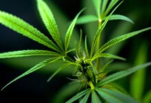 cbd legality in argentina