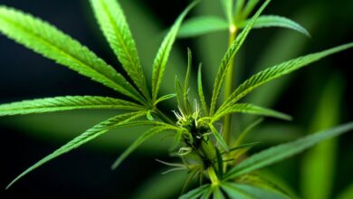 cbd legality in argentina