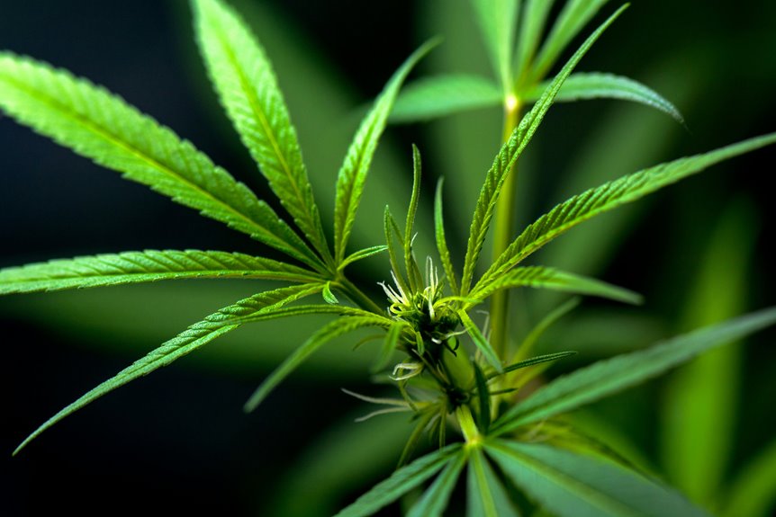 cbd legality in argentina