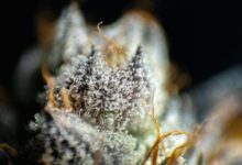 cbd metabolic process explained