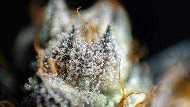 cbd metabolic process explained