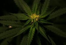 cbd odor characteristics inquiry