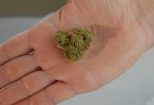 cbd traceability concerns raised