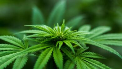 cbd vs thc duration comparison