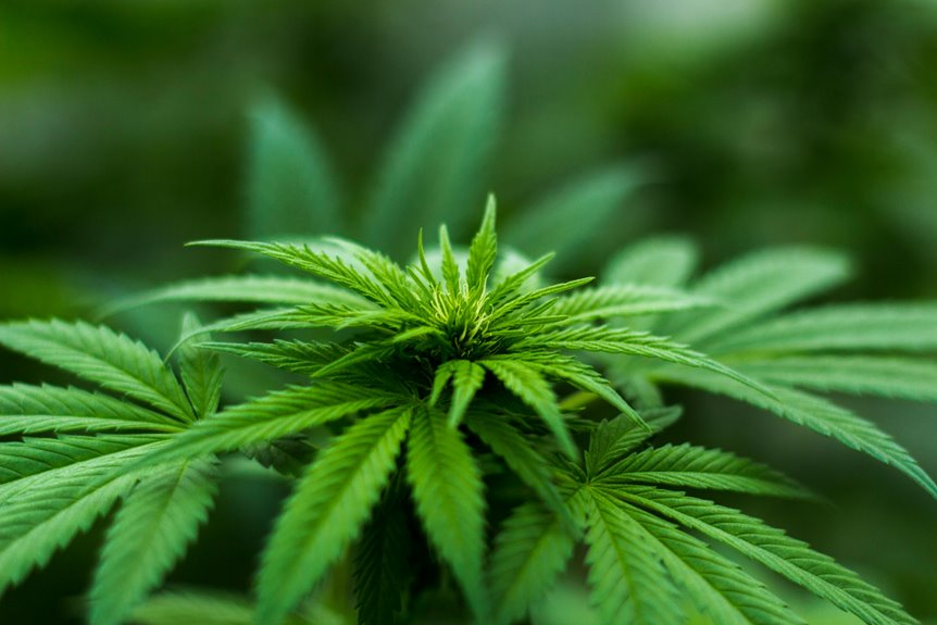 cbd vs thc duration comparison