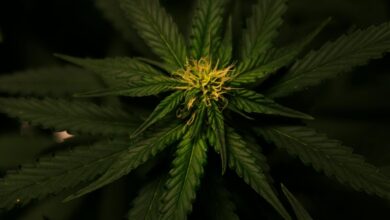 distinguishing cbd flower weed