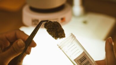 extracting cbd from plants