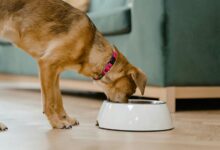 puppies and cbd treats