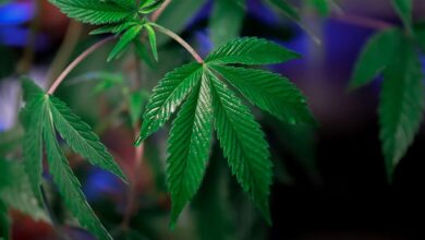 thc versus cbd comparison