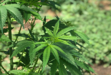 Cannabis Marketing Agency Support for Retail Store Branding