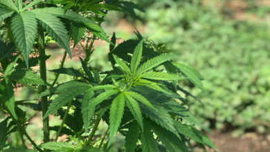 Cannabis Marketing Agency Support for Retail Store Branding