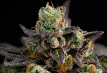 What “grade” means at a dispensary