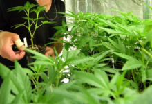 Buying Cannabis Made Simple
