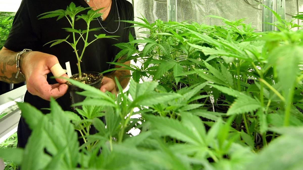 Buying Cannabis Made Simple